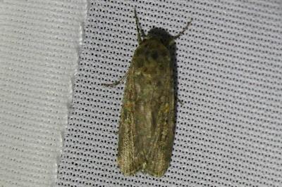 <i>Spodoptera exigua</i>