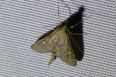 <i>Dolicharthria punctalis</i>