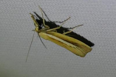 <i>Agriphila selasella</i>