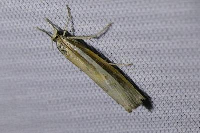 <i>Agriphila selasella</i>