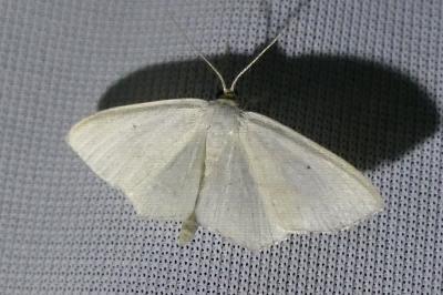 <i>Scopula emutaria</i>