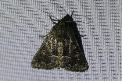 <i>Thalpophila matura</i>