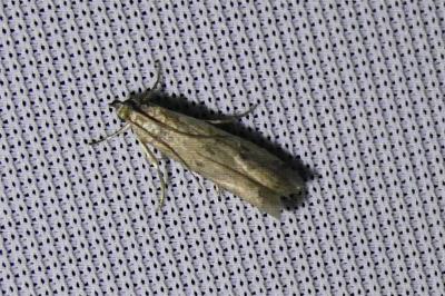 <i>Phycitodes</i>