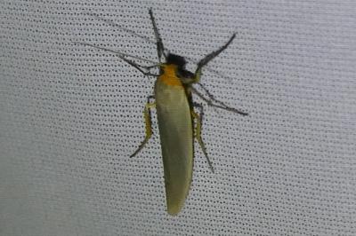 <i>Eilema caniola</i>