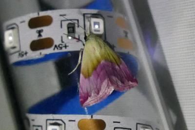 <i>Eublemma purpurina</i>