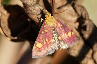<i>Pyrausta aurata</i>