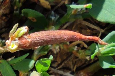 <i>Augasma aeratella</i>