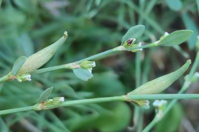 <i>Augasma aeratella</i>