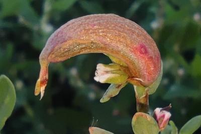 <i>Augasma aeratella</i>