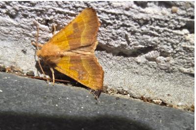 <i>Atethmia centrago</i>