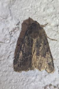 <i>Thalpophila matura</i>