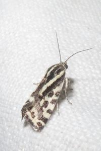 <i>Emmelia trabealis</i>