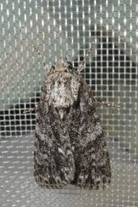 <i>Acronicta rumicis</i>