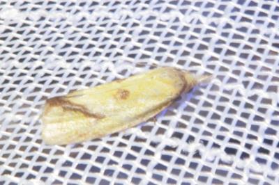 <i>Agapeta hamana</i>