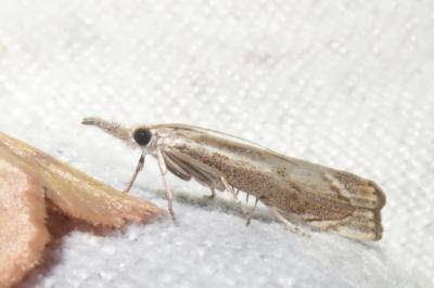 <i>Agriphila geniculea</i>