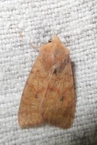 <i>Sunira circellaris</i>