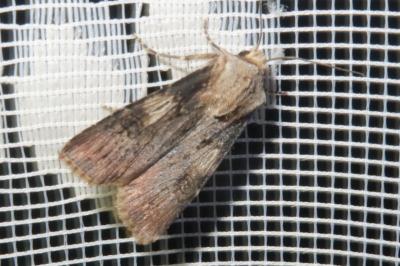 <i>Agrotis puta</i>