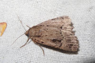 <i>Amphipyra berbera/pyramidea</i>