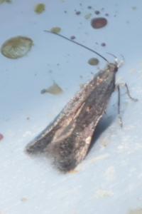 <i>Anacampsis</i>