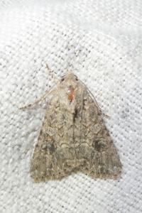 <i>Anarta trifolii</i>