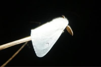 <i>Arctornis l-nigrum</i>