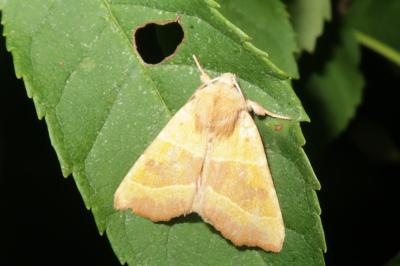 <i>Atethmia centrago</i>