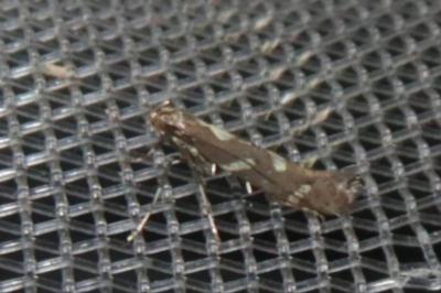 <i>Calybites phasianipennella</i>