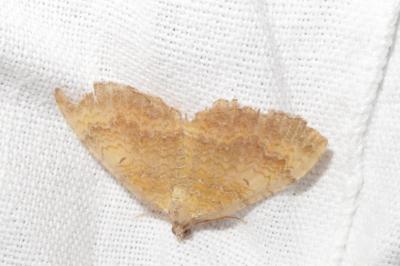 <i>Camptogramma bilineata</i>