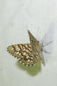 <i>Chiasmia clathrata</i>