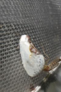 <i>Cilix glaucata</i>