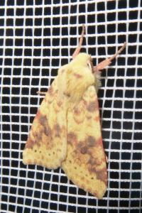 <i>Cirrhia icteritia</i>
