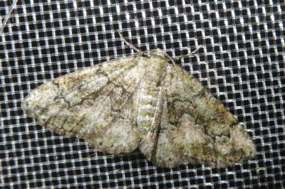<i>Cleorodes lichenaria</i>