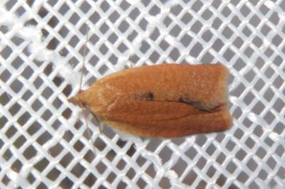 <i>Clepsis consimilana</i>