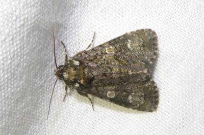 <i>Craniophora ligustri</i>