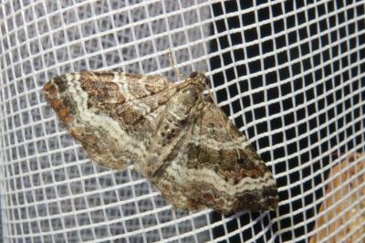 <i>Epirrhoe alternata</i>