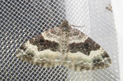 <i>Epirrhoe alternata</i>