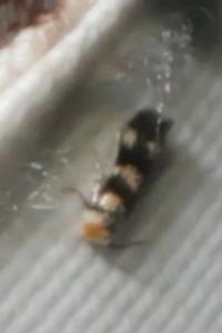 <i>Etainia</i>