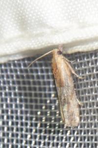 <i>Eucosma</i>