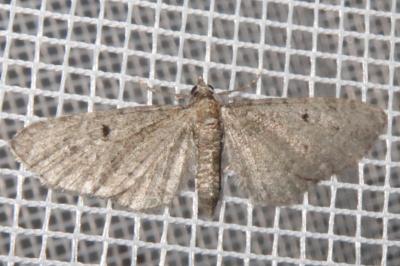 <i>Eupithecia virgaureata</i>