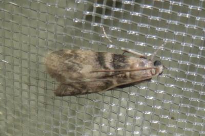 <i>Euzophera pinguis</i>