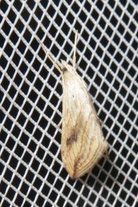 <i>Evergestis forficalis</i>