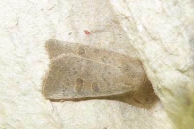 <i>Hoplodrina</i>