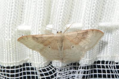 <i>Idaea degeneraria</i>