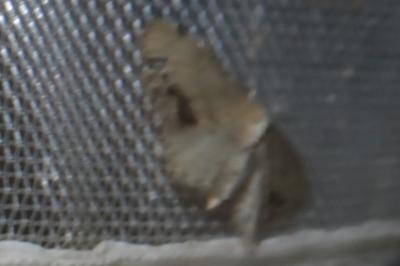 <i>Idaea dimidiata</i>