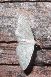 <i>Idaea seriata</i>