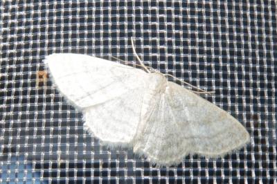 <i>Idaea subsericeata</i>