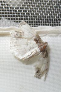 <i>Ligdia adustata</i>