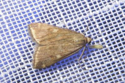 <i>Loxostege sticticalis</i>
