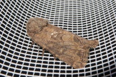 <i>Luperina testacea</i>
