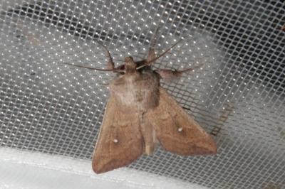 <i>Mythimna albipuncta</i>